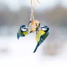 vogels copy